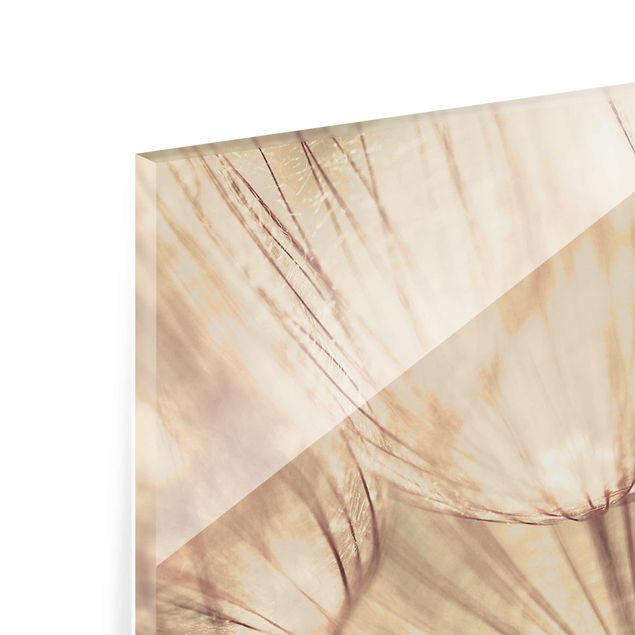 Obrazy kwiatowe Zbliżenie na mniszki lekarskie w domowym zaciszu w tonacji sepii