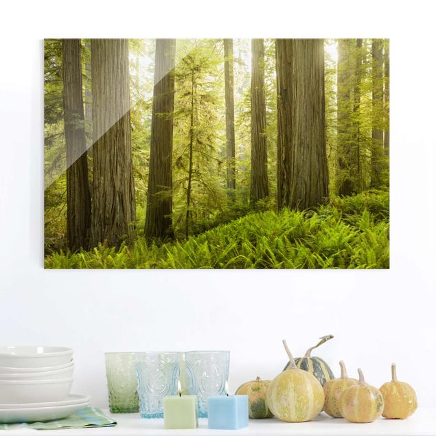 Dekoracja do kuchni Redwood State Park Forest widok na las