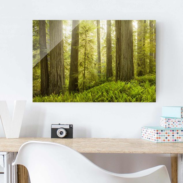 Obrazy na szkle poziomy Redwood State Park Forest widok na las