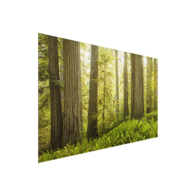 Obrazy do salonu nowoczesne Redwood State Park Forest widok na las