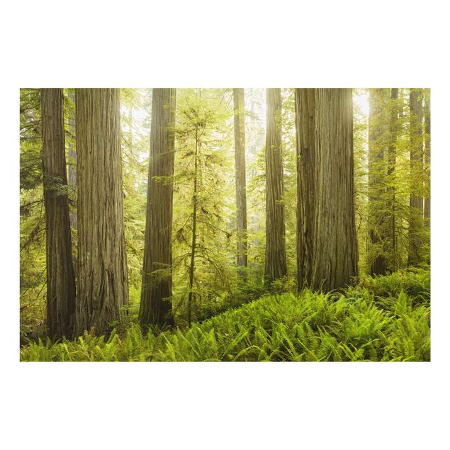 Nowoczesne obrazy Redwood State Park Forest widok na las