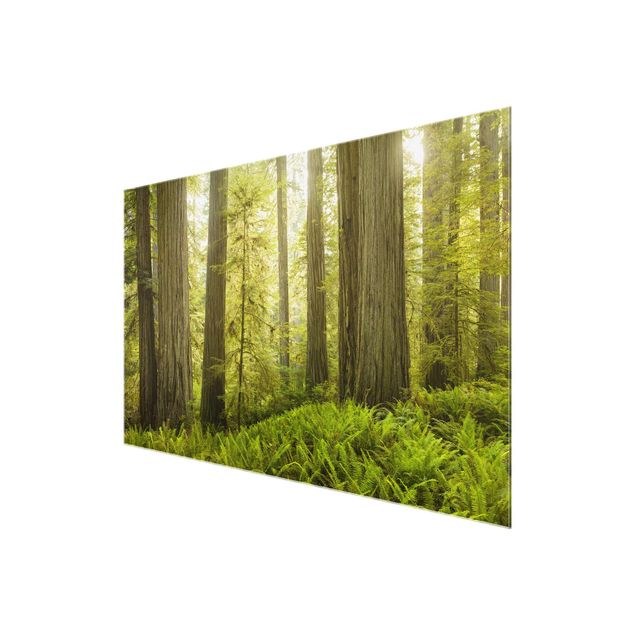 Obrazy drzewa Redwood State Park Forest widok na las