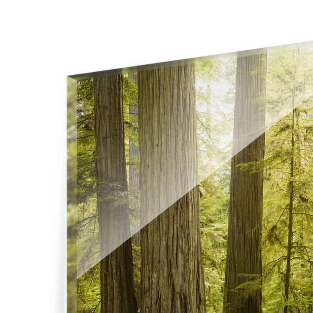 Zielony obraz Redwood State Park Forest widok na las