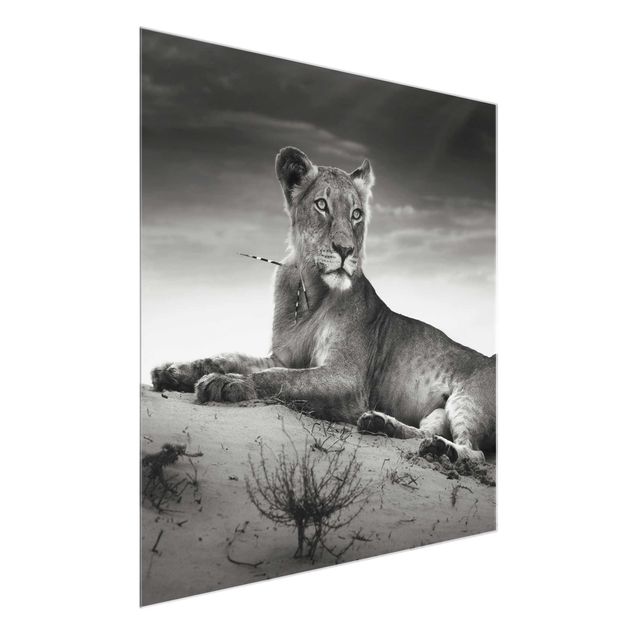 Obrazy do salonu nowoczesne Gniazdujący lew
