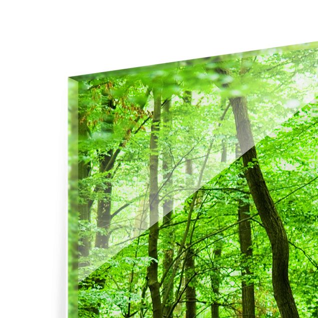 Zielony obraz Szlakiem lasów romantycznych
