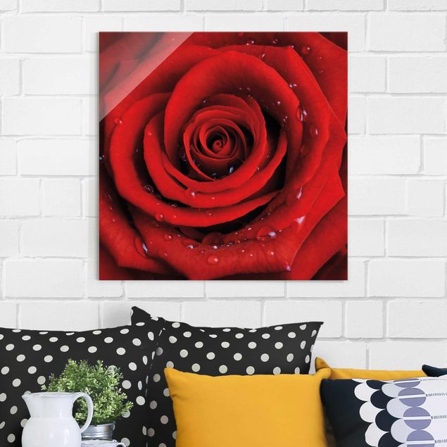 Obrazy na szkle róże Róża czerwona z kroplami wody