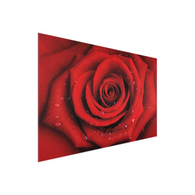 Obrazy do salonu Róża czerwona z kroplami wody