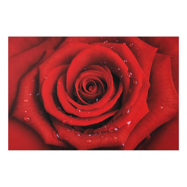 Obrazy nowoczesne Róża czerwona z kroplami wody