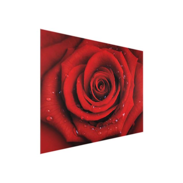 Obrazy do salonu Róża czerwona z kroplami wody