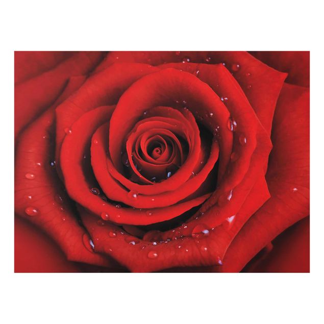 Obrazy nowoczesne Róża czerwona z kroplami wody