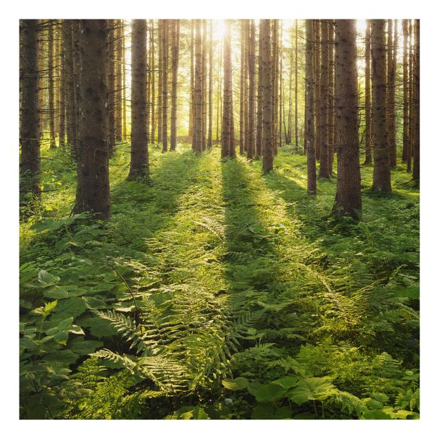 Obrazy nowoczesne Promienie słońca w Zielonym Lesie