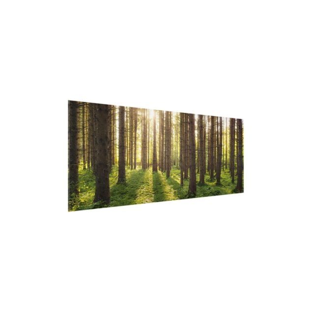Nowoczesne obrazy do salonu Promienie słońca w zielonym lesie