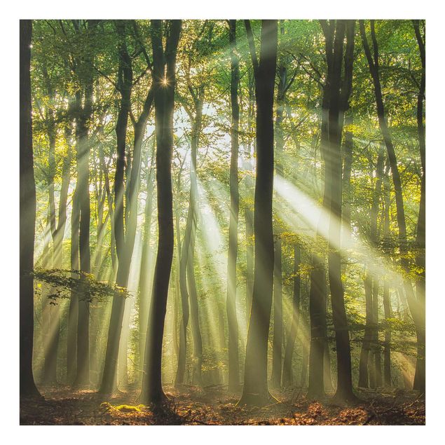 Nowoczesne obrazy Słoneczny dzień w lesie