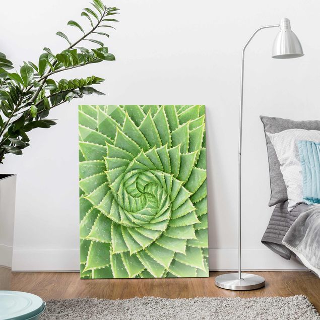 Obrazy nowoczesny Aloes spiralny