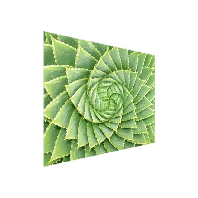 Zielony obraz Aloes spiralny