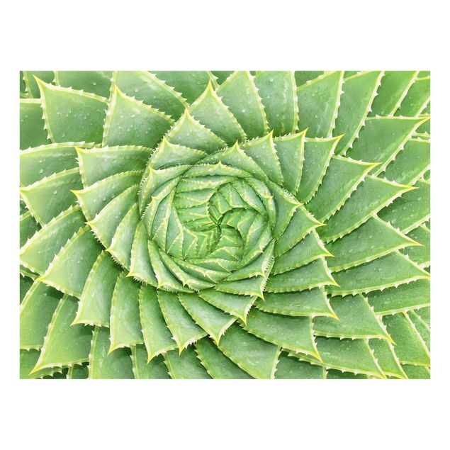 Obrazy motywy kwiatowe Aloes spiralny