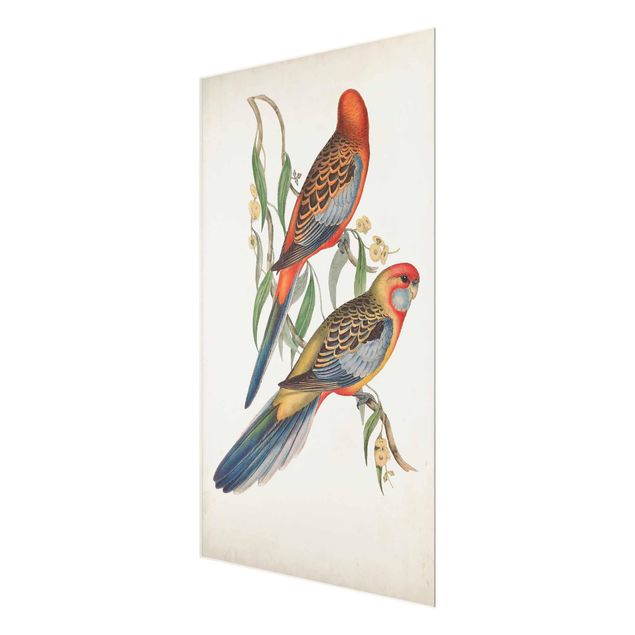 Obrazy zwierzęta Papugi tropikalne II