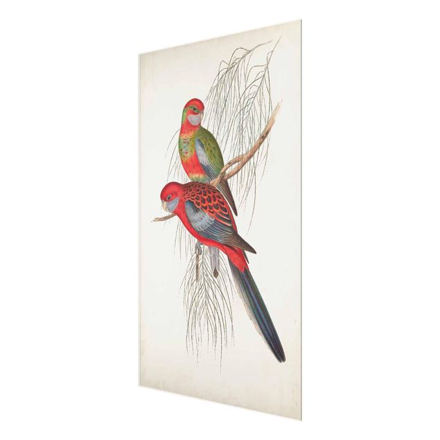 Obrazy zwierzęta Papugi tropikalne III