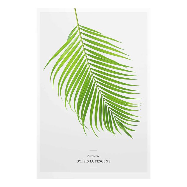 Obrazy nowoczesne Tropikalny liść palmy Areca