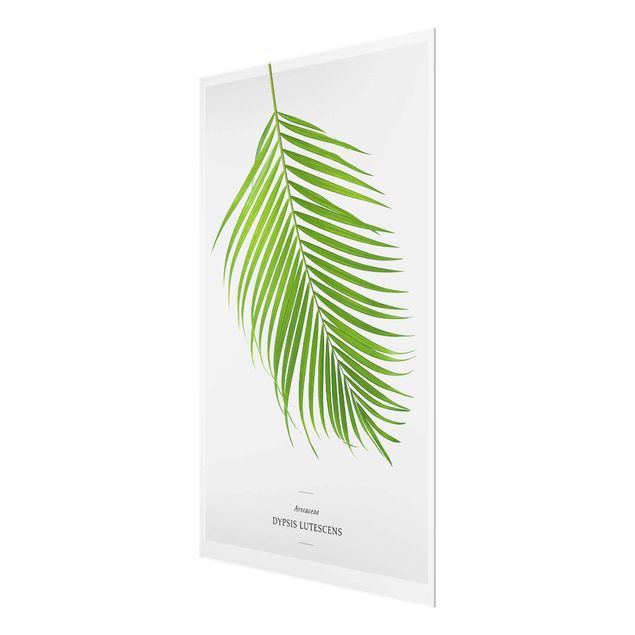 Obrazy z napisami Tropikalny liść palmy Areca