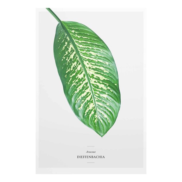 Obrazy nowoczesne Tropikalny liść Dieffenbachia