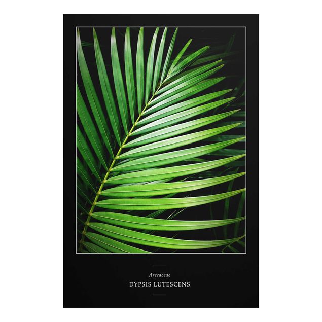 Obrazy nowoczesny Tropikalny liść palmy