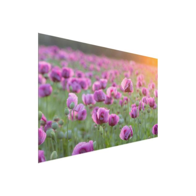 Obrazy na szkle poziomy Fioletowa łąka z makiem opium wiosną