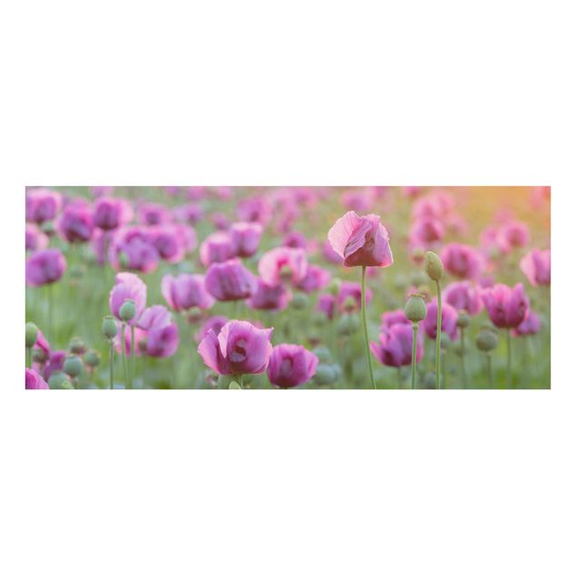 Obrazy do salonu nowoczesne Fioletowa łąka z makiem opium wiosną