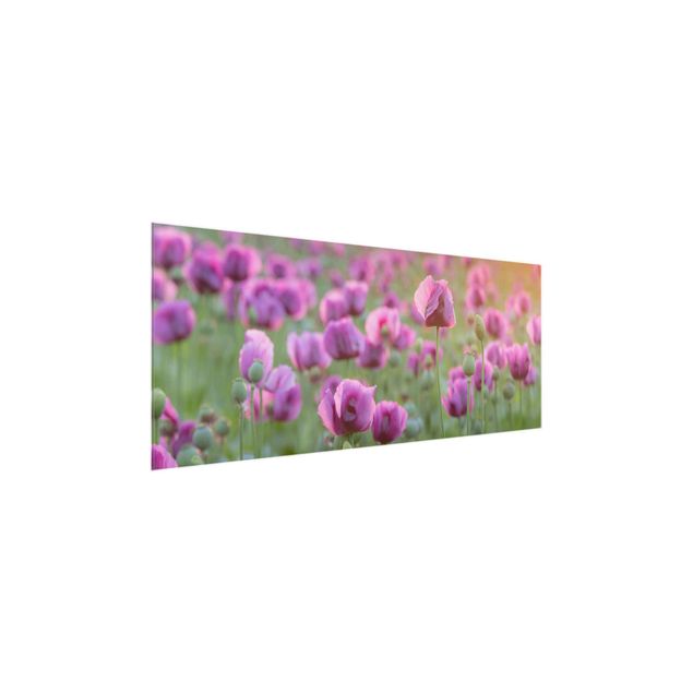 Obrazy na szkle panorama Fioletowa łąka z makiem opium wiosną