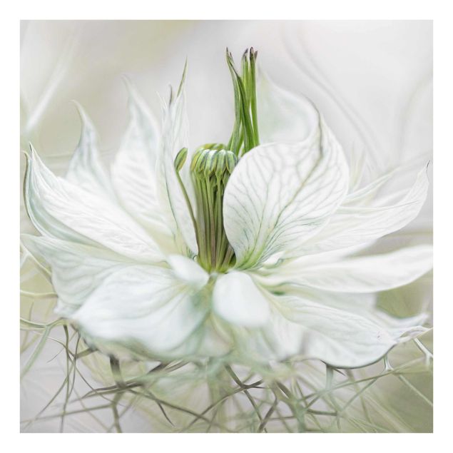 Obrazy motywy kwiatowe Biała Nigella