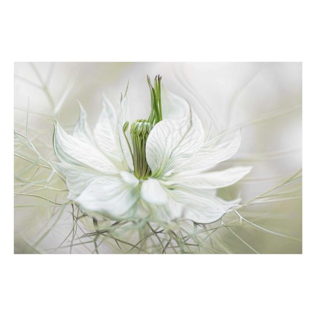 Obrazy motywy kwiatowe Biała Nigella
