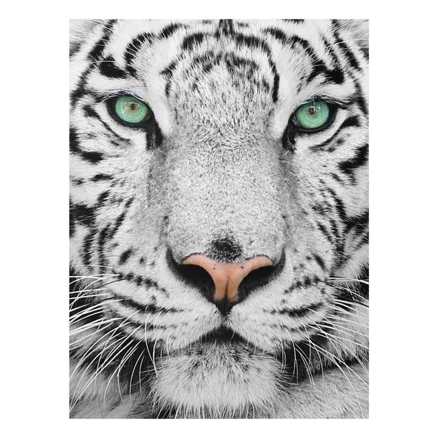Obrazy na szkle zwierzęta Biały tygrys