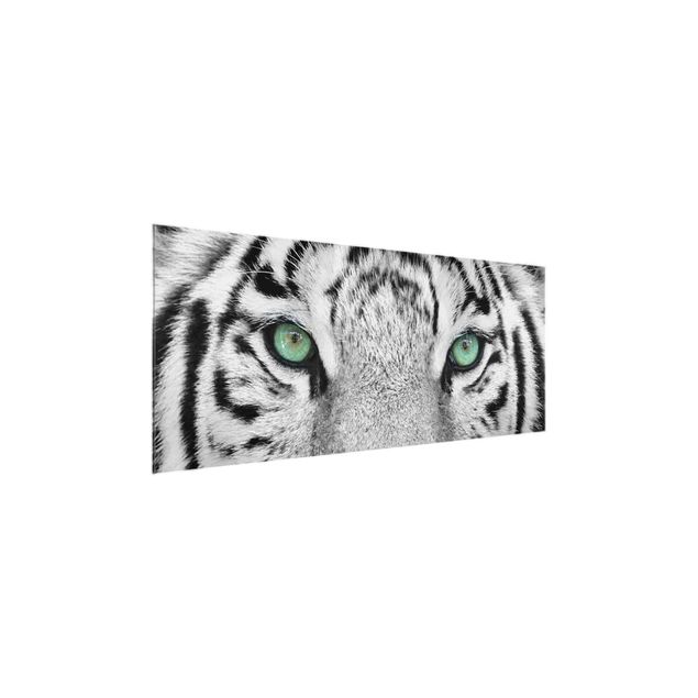 Tygrys obraz Biały tygrys