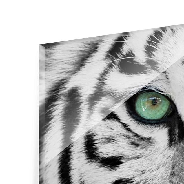 Czarno białe obrazy Biały tygrys