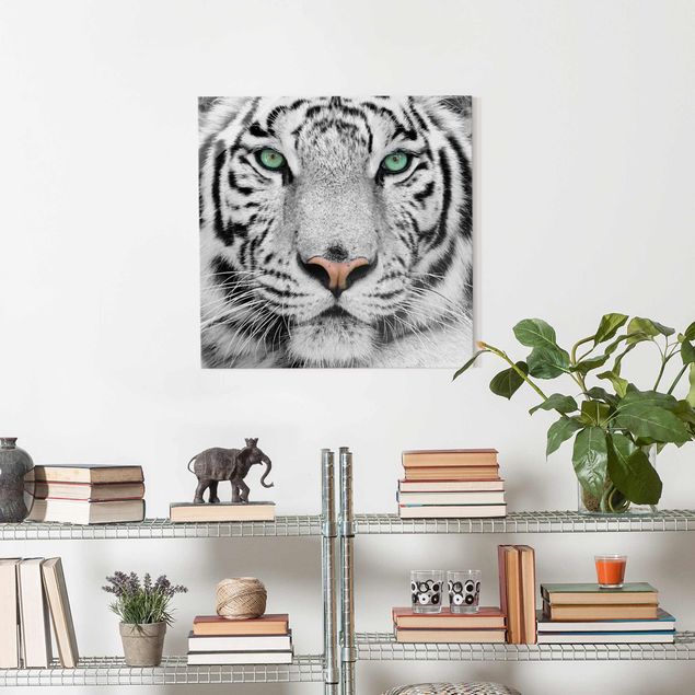 Obrazy na szkle kwadrat Biały tygrys