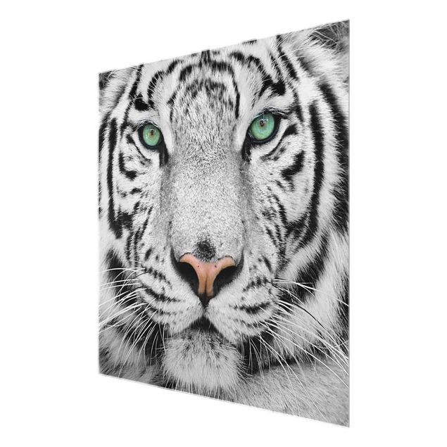 Obrazy nowoczesne Biały tygrys