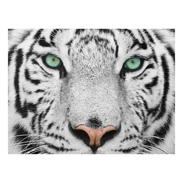 Obrazy na szkle zwierzęta Biały tygrys
