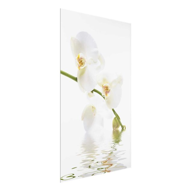 Obrazy na szkle portret Wody białej orchidei