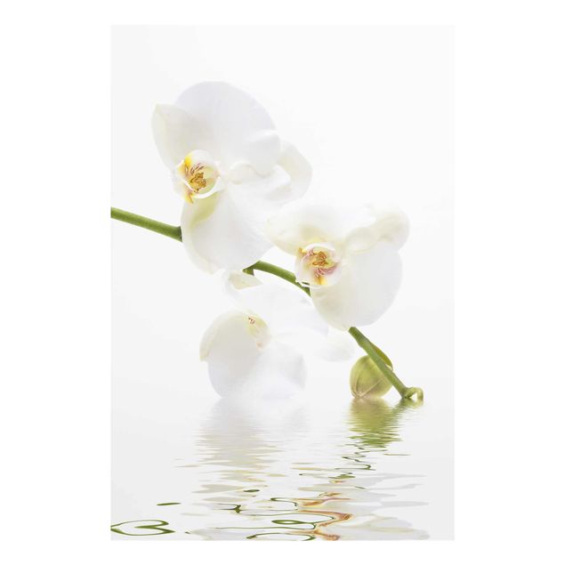 Obrazy do salonu Wody białej orchidei