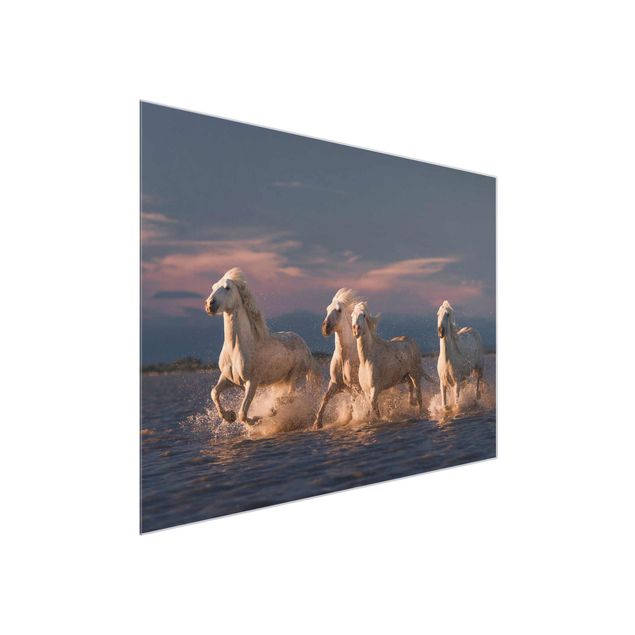 Obrazy na szkle zwierzęta Dzikie konie w Camargue