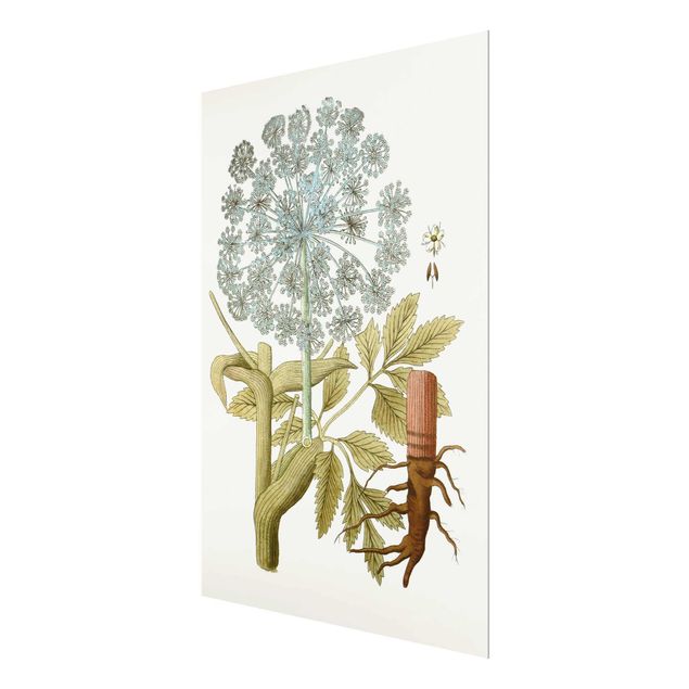 Obrazy z motywem kwiatowym Dzikie zioła tablica III