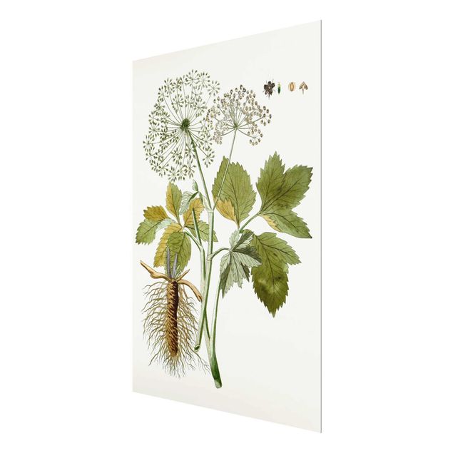 Obrazy kwiatowe Dzikie zioła tablica IV