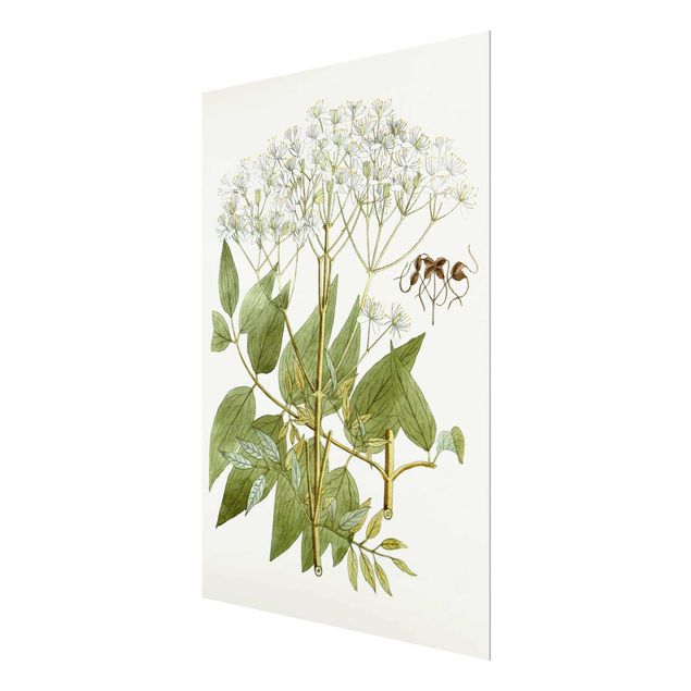 Obrazy z motywem kwiatowym Dzikie zioła tablica V