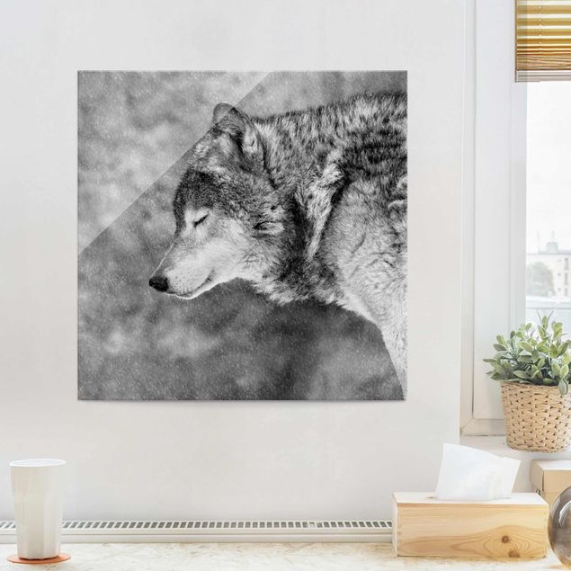 Obrazy na szkle kwadrat Winter Wolf