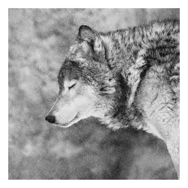 Obrazy nowoczesny Winter Wolf