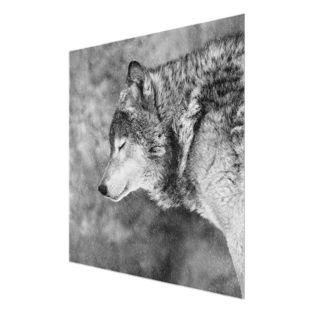 Obrazy ze zwierzętami Winter Wolf