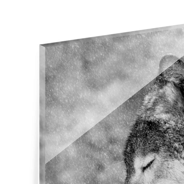 Obrazki czarno białe Winter Wolf