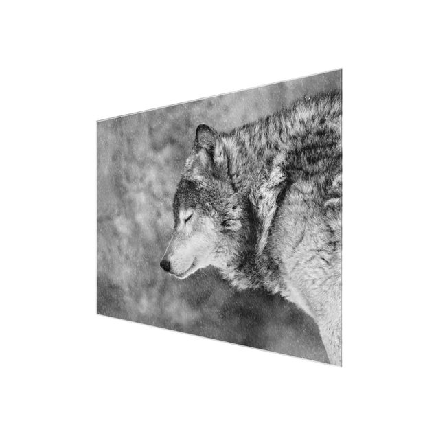 Obrazy ze zwierzętami Winter Wolf
