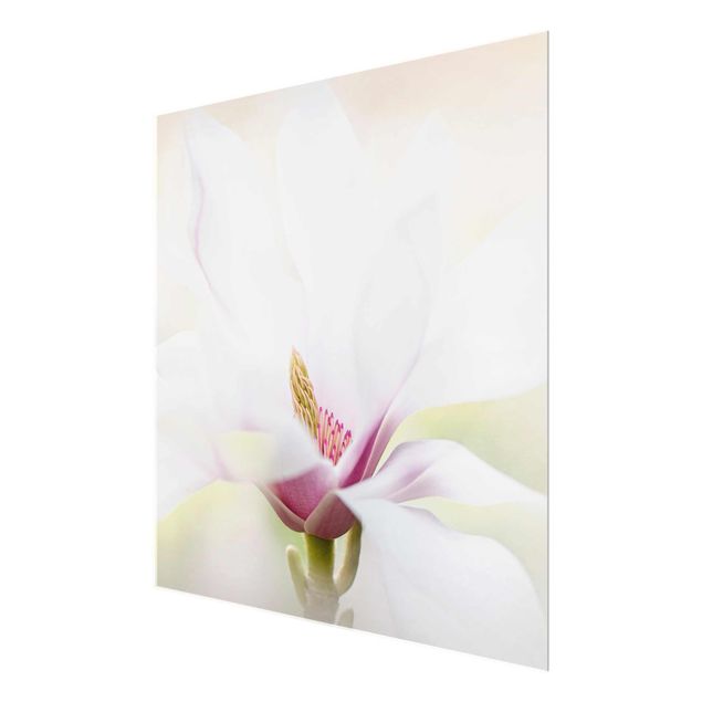 Obrazy na ścianę Czuły kwiat magnolii