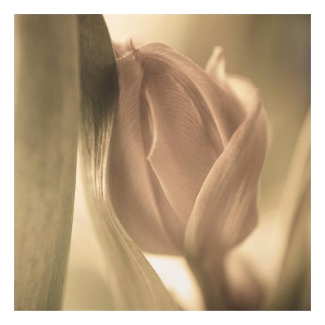 Obrazy kwiatowe Czułe tulipany